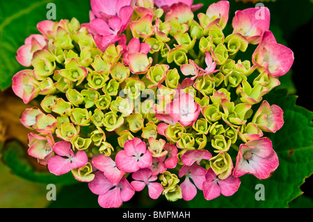 Hortensienblüten Primzahlen der Hortensie Stockfoto
