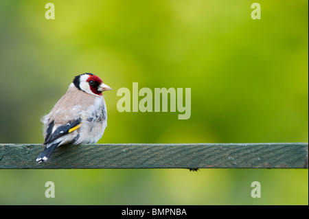 Goldfinch in einem englischen Garten saß auf Holz- Gitter. Großbritannien Stockfoto