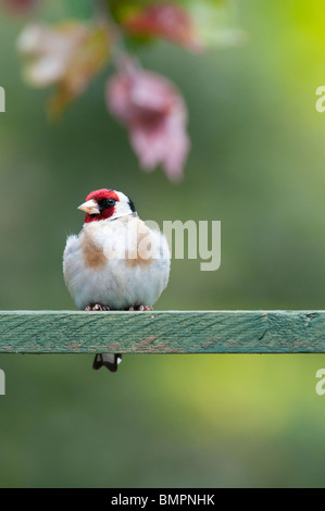 Goldfinch in einem englischen Garten saß auf Holz- Gitter. Großbritannien Stockfoto