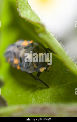 Extreme Nahaufnahme von der Larve der 7-Punkt Marienkäfer Coccinella Septempunctata in einem englischen Garten Stockfoto