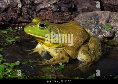 Der amerikanische Ochsenfrosch (Rana Catesbeiana), oft einfach als die Bullfrog bekannt. Stockfoto