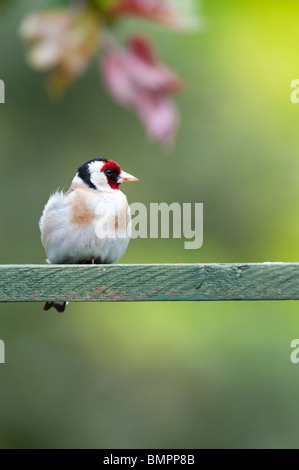 Goldfinch in einem englischen Garten saß auf Holz- Gitter. Großbritannien Stockfoto