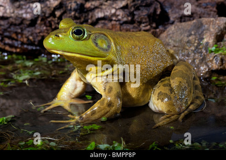 Der amerikanische Ochsenfrosch (Rana Catesbeiana), oft einfach als die Bullfrog bekannt. Stockfoto