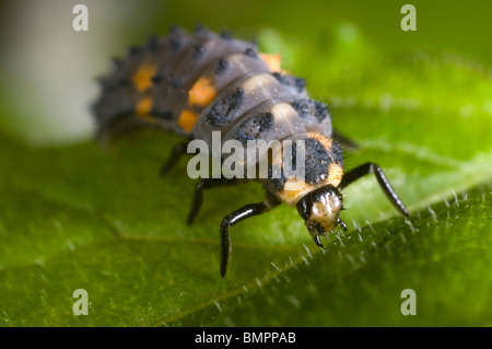 Extreme Nahaufnahme von der Larve der 7-Punkt Marienkäfer Coccinella Septempunctata in einem englischen Garten Stockfoto