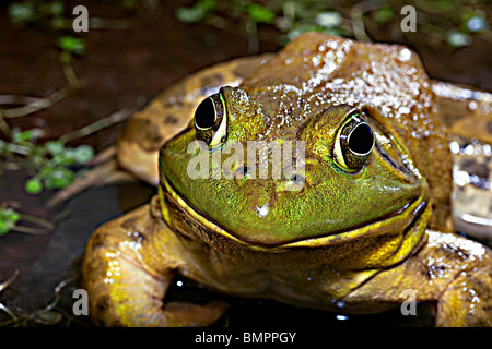 Der amerikanische Ochsenfrosch (Rana Catesbeiana), oft einfach als die Bullfrog bekannt. Stockfoto