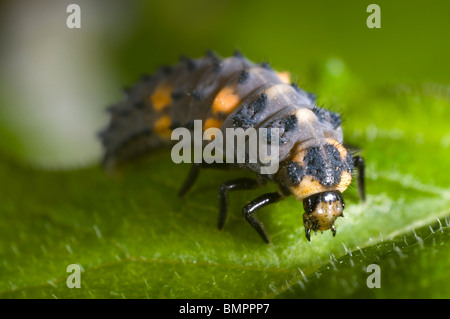 Extreme Nahaufnahme von der Larve der 7-Punkt Marienkäfer Coccinella Septempunctata in einem englischen Garten Stockfoto