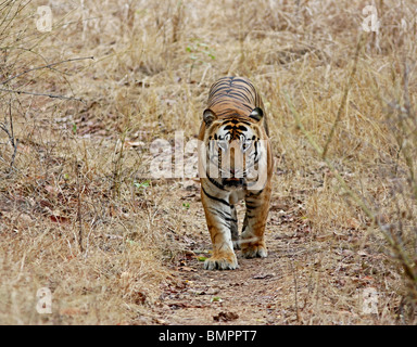 Ein riesiger Tiger geht gerader Kopf auf in Bandhavgarh National Park, Indien Stockfoto