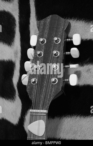 Gitarre Mandoline Kopfplatte auf Zebra-Hintergrund Stockfoto