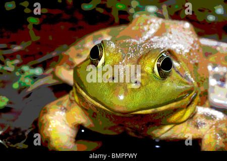 Der amerikanische Ochsenfrosch (Rana Catesbeiana), oft einfach als die Bullfrog bekannt. Stockfoto