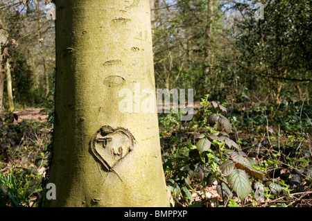 Ein Herz und Initialen T W geschnitzt, auf einem Baumstamm in Ravensbourne Woods, Süd-London, England Stockfoto