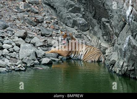 Tiger, Knurren beim Sitzen in einem Wasserloch in Ranthambhore National Park, Indien Stockfoto