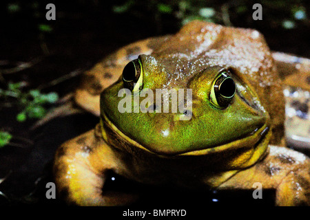 Der amerikanische Ochsenfrosch (Rana Catesbeiana), oft einfach als die Bullfrog bekannt. Stockfoto