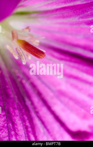 Extreme Nahaufnahme von den Antheren der winterharte Geranie Geranium oxonianum Stockfoto