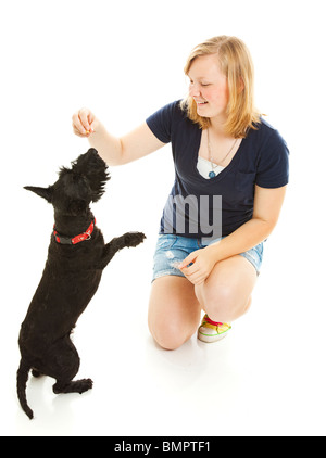 Teenager-Mädchen Lehre ihren Hund Scotty, einen Trick zu tun. Isoliert auf weiss. Stockfoto