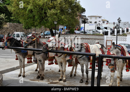 Mijas Burro Taxis (Esel) warten geduldig für Kunden in den Zweck errichtete Esel Station, Mijas Pueblo Stockfoto