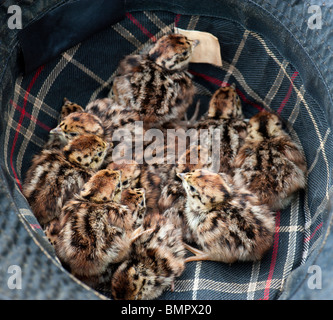 Vierzehn Rebhuhn frisch geschlüpften Küken In einem Wildhüter Hut Stockfoto