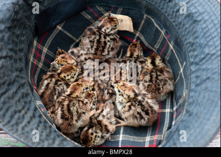 Vierzehn Rebhuhn frisch geschlüpften Küken In einem Wildhüter Hut Stockfoto