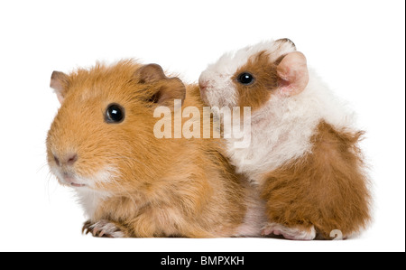 Meerschweinchen Mutter und ihr Baby vor weißem Hintergrund Stockfoto