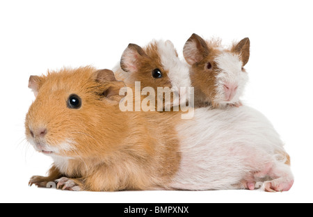 Meerschweinchen Mutter und ihre zwei Kinder vor weißem Hintergrund Stockfoto