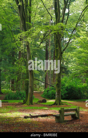 Sie wohnen ruhig im Wald Stockfoto