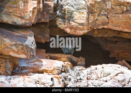 Kurze eared Rock Wallabies bewohnen die Sandsteinhöhlen und Spalten entlang Talbot Bay Australlia Stockfoto