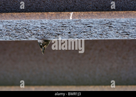 Dohle peeping aus Brutplatz unter einer Brücke. Exmoor Somerset Stockfoto