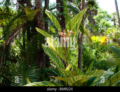 Bunte Schale Ingwer (Alpinia Zerumbet 'Variegata') in Florida Institute of Technologie botanischen Gärten in Melbourne Stockfoto