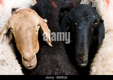 Schafe in der bunten Sonntagsmarkt in Kashgar, China verkauft. Stockfoto