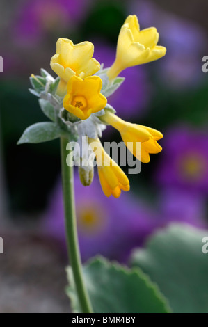 Primula Palinuri Palinuri Primel frühen Dolden Trichter geformt duftenden gelben Blüten immergrüne mehrjährige Rosette bildenden primro Stockfoto