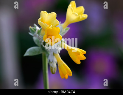 Primula Palinuri Palinuri Primel frühen Dolden Trichter geformt duftenden gelben Blüten immergrüne mehrjährige Rosette bildenden primro Stockfoto