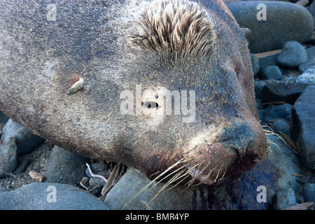Verstorbenen "crested" Sea Lion Bull, Strand, Porträt. Stockfoto
