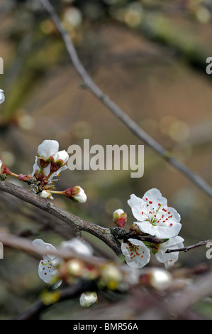 Prunus Cerasifera var. Divaricata Kirschpflaume Myrobalan-Pflaume Baum Blüte Blume Blüte zeitigen Frühjahr Stockfoto