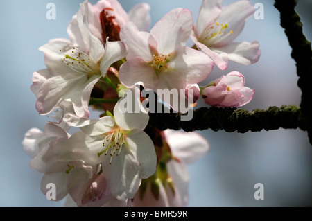 Prunus Sargentii Sargents Kirsche Norden japanischen Hügel Ezo Ezo-Yama-Zakura Big Mountain Kirsche weißen Blüten Bergfrühling Stockfoto