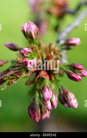 Prunus Serrulata Mikurama-Gaeshi japanische Cherry Hill Cherry Oriental Cherry ostasiatische Kirsche Blütenknospen Frühling Stockfoto