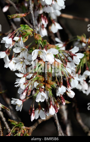 Prunus Subhirtella Var Pendel Rosea Frühling Cherry Higan Kirsche Rosebud Kirsche weiße Blume Blüte Blüte Frühling Stockfoto