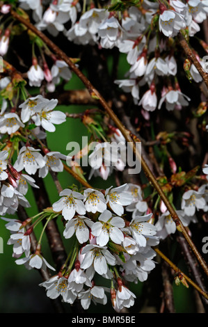 Prunus Subhirtella Var Pendel Rosea Frühling Cherry Higan Kirsche Rosebud Kirsche weiße Blume Blüte Blüte Frühling Stockfoto