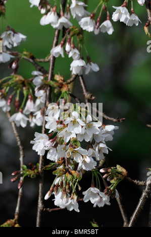 Prunus Subhirtella Var Pendel Rosea Frühling Cherry Higan Kirsche Rosebud Kirsche weiße Blume Blüte Blüte Frühling Stockfoto