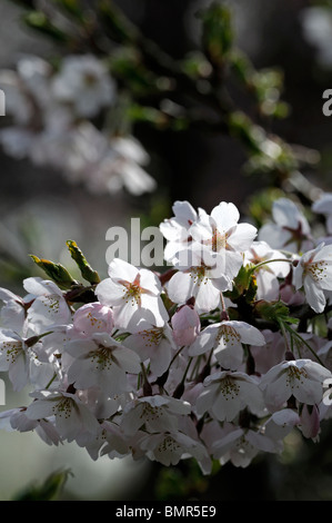 Prunus Yedoensis Somei Yoshino Cherry-Yoshino Hybrid Kirsche weiße Blüte Blüte zeitigen Frühjahr Stockfoto
