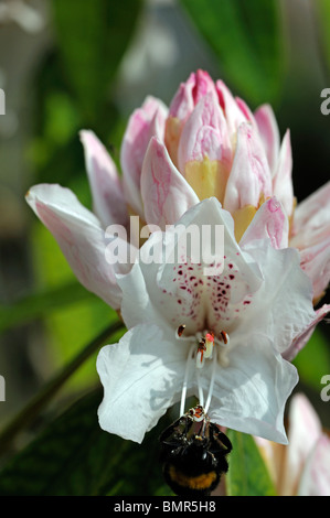 Rhododendron Boddaertianum Hybrid weiß rosa gefleckte Blume Blüte Blüte Frühling immergrüner Strauch Stockfoto