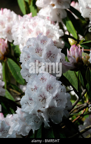 Rhododendron Boddaertianum Hybrid weiß rosa gefleckte Blume Blüte Blüte Frühling immergrüner Strauch Stockfoto