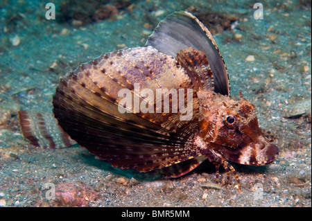 Bandtail Sea Robin (Prionotus Ophryas) fotografiert in Singer Island, FL. Stockfoto