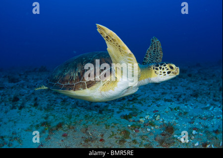 Weibliche grüne Meeresschildkröte (Chelonia Mydas) ernähren sich von Algen unter Wasser in Juno Beach, FL. Stockfoto