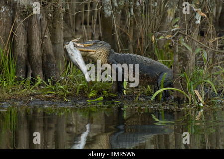 Amerikanischer Alligator (Alligator Mississippiensis) Fütterung auf eine gemeinsame Snook in die Everglades. Stockfoto