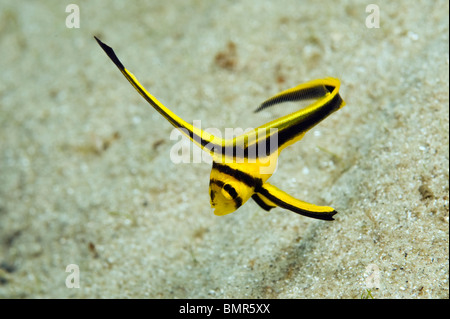 Jack Knife Jungfische (Equetus Lanceolatus) fotografiert in der Nähe von Blue Heron Bridge in Singer Island, FL. Stockfoto