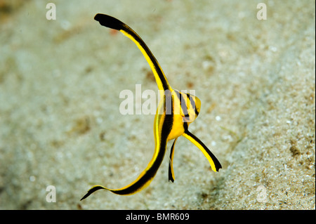 Jack Knife Jungfische (Equetus Lanceolatus) fotografiert in der Nähe von Blue Heron Bridge in Singer Island, FL. Stockfoto