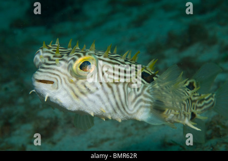 gestreifte Burrfish (Chilomycterus Schoepfii) in der Lake Worth Lagune, einer Mündung in der Nähe von Palm Beach Inlet, Palm Beach County, Florida Stockfoto