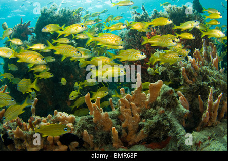 Französische Grunzen (Haemulon Flavolineatum) Schulbildung unter Schwämme und Korallen in die Lagune Lake Worth, Florida. Stockfoto