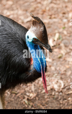 Kasuar, Currumbin Wildlife Sanctuary, Gold Coast, Queensland, Australien Stockfoto