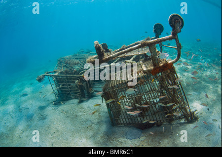 Einkaufswagen auf der Unterseite der Lake Worth Lagune, einer Mündung in der Nähe von Palm Beach Inlet in Palm Beach County, Florida Stockfoto