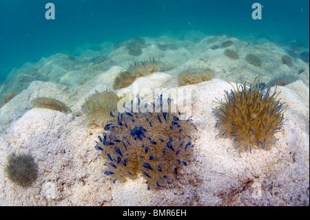 Upside-Down Jellyfish (Cassiopea Xamachana) in Belize, Mittelamerika fotografiert. Stockfoto